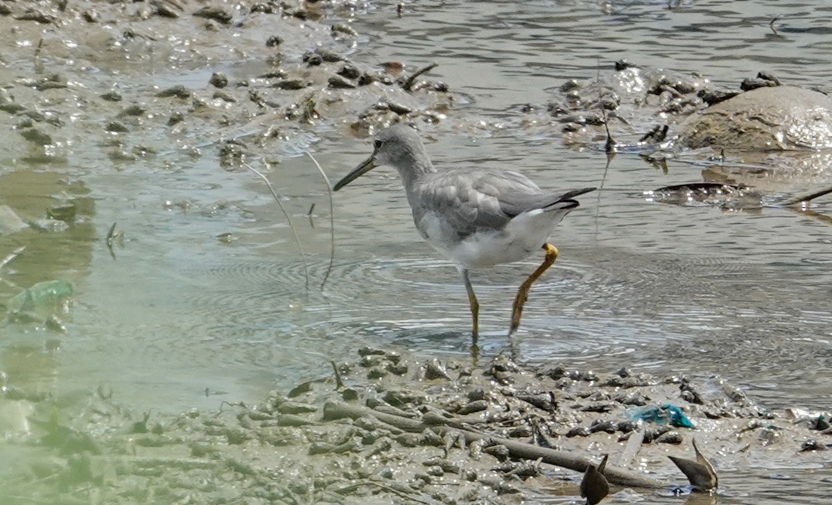 Gray-tailed Tattler - ML644410250