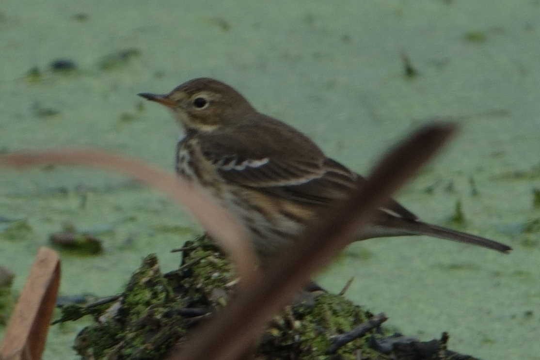 American Pipit - ML644410256