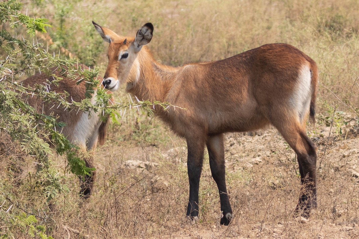 Defassa Waterbuck - ML644410258