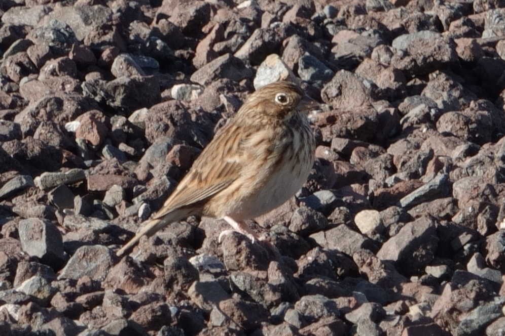 Vesper Sparrow - ML644410270