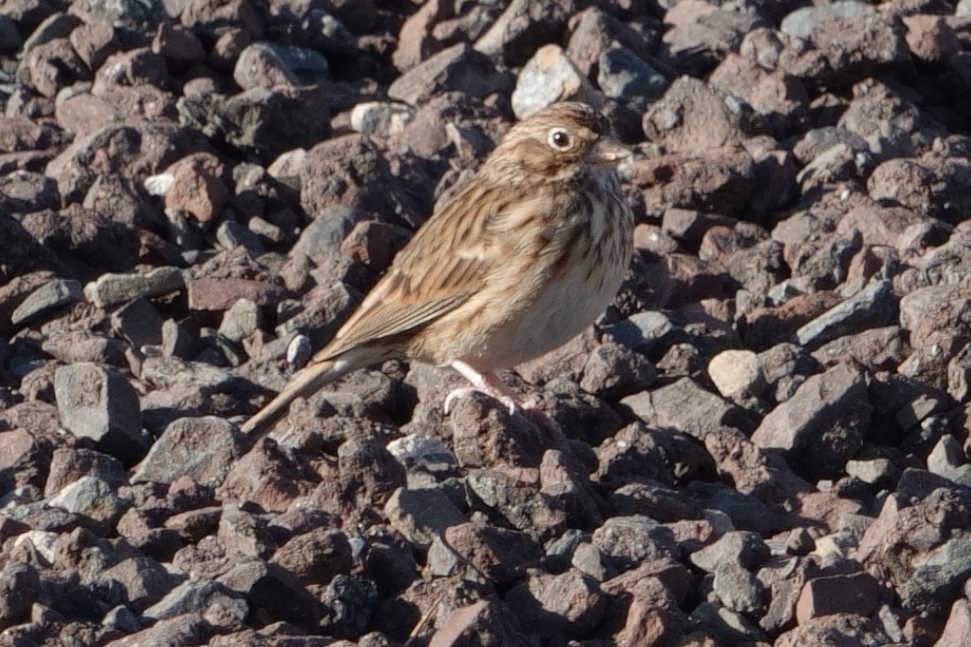 Vesper Sparrow - ML644410271