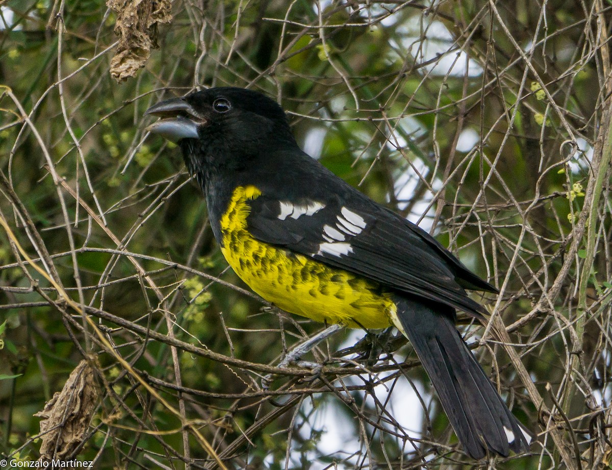 Black-backed Grosbeak - ML644410272