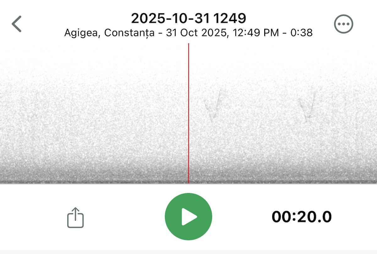 Yellow-browed Warbler - ML644410275