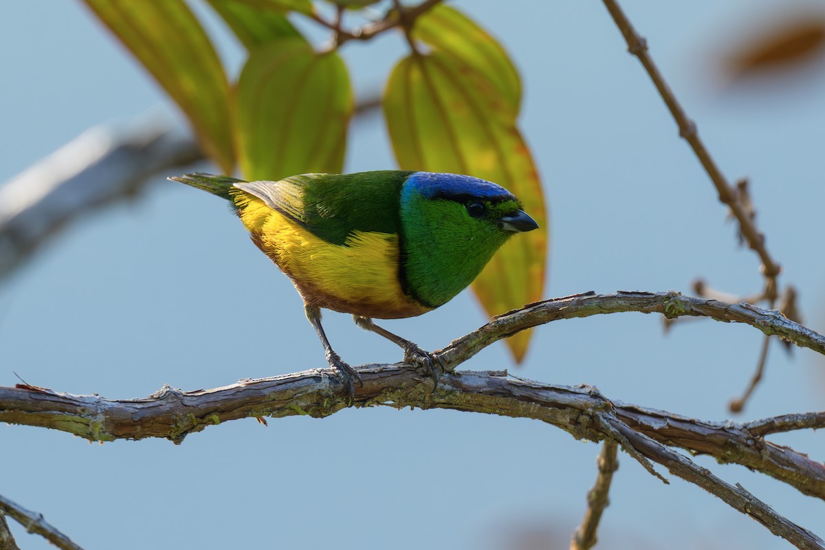 Chestnut-breasted Chlorophonia - ML644410281