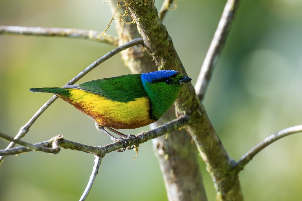 Chestnut-breasted Chlorophonia - ML644410282