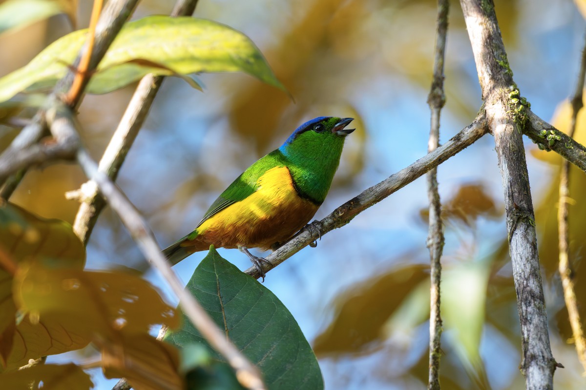 Chestnut-breasted Chlorophonia - ML644410283