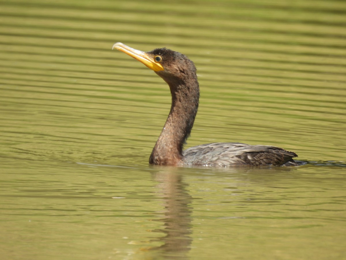 flodskarv - ML644410285