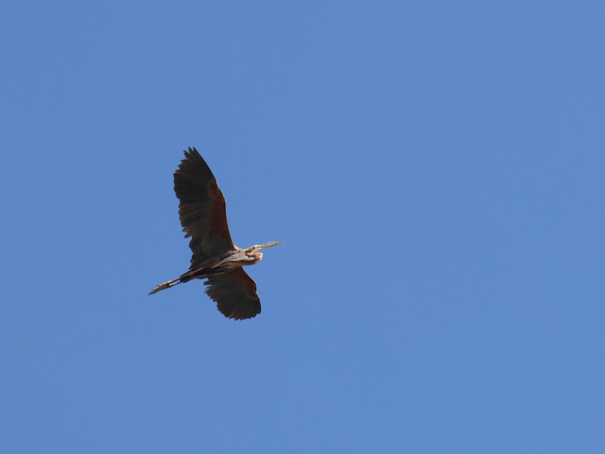 purpurhegre - ML644410286