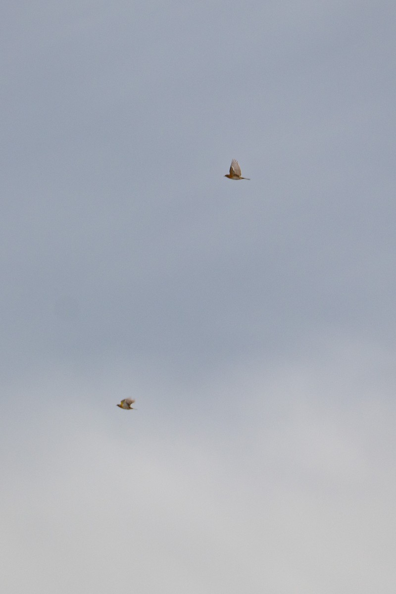 Grive mauvis - ML644410287