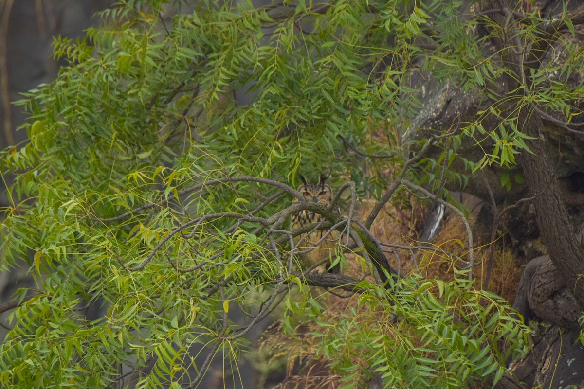 Rock Eagle-Owl - ML644410289