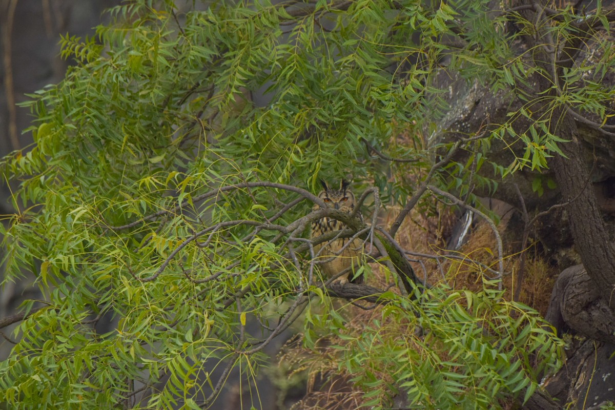 Rock Eagle-Owl - ML644410290