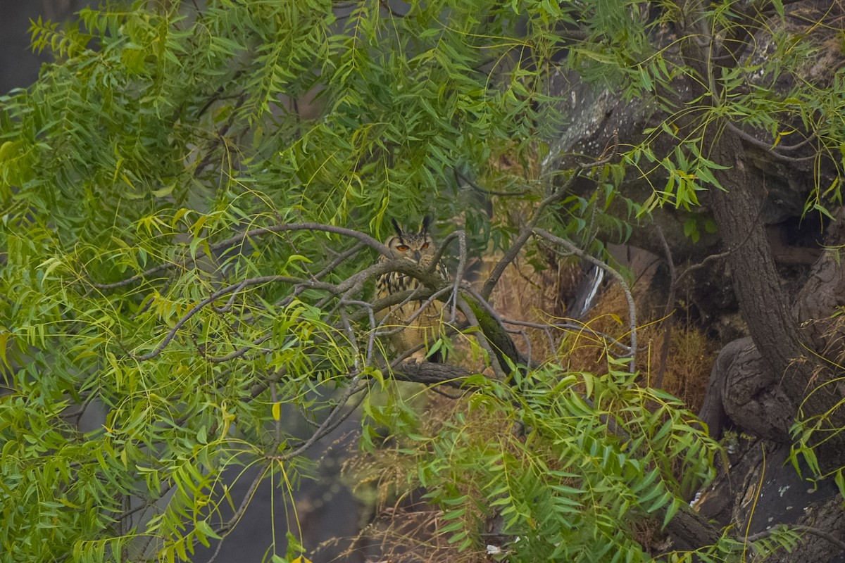 Rock Eagle-Owl - ML644410291