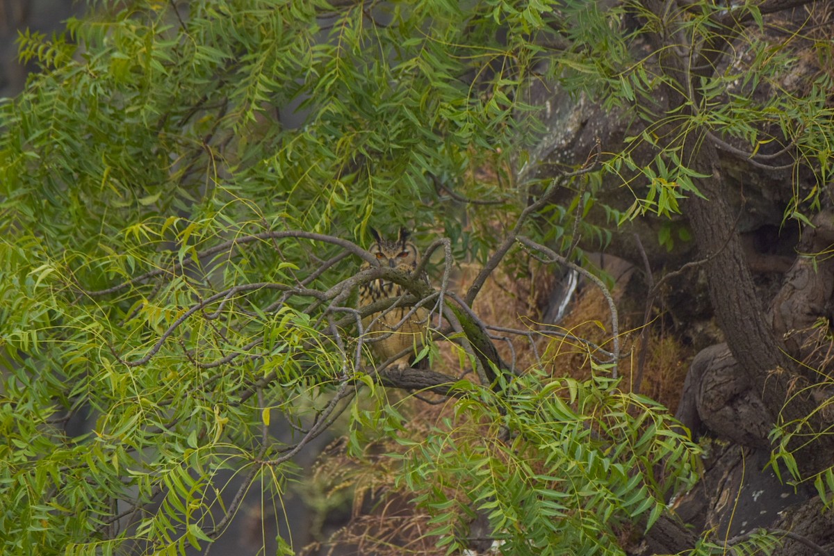 Rock Eagle-Owl - ML644410292