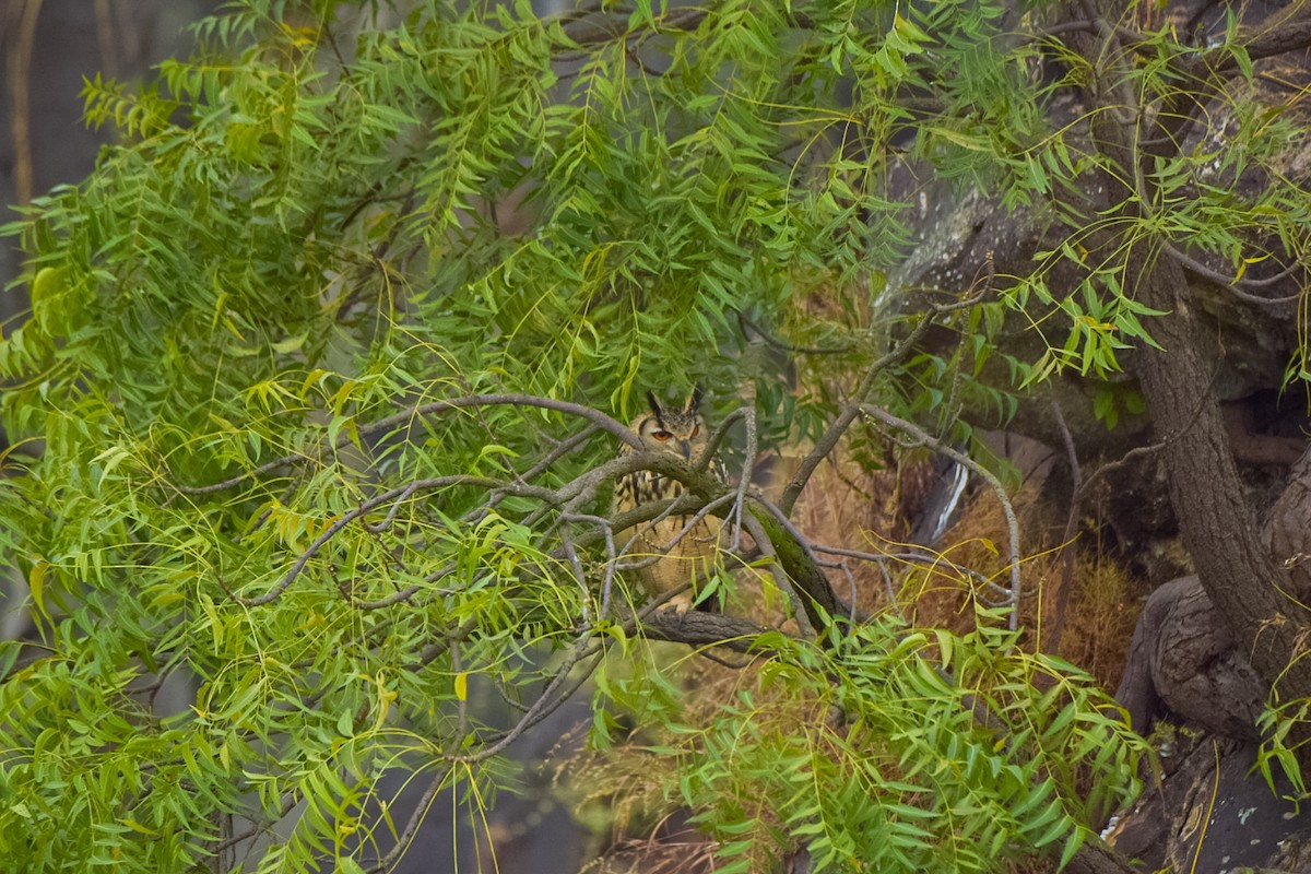 Rock Eagle-Owl - ML644410293