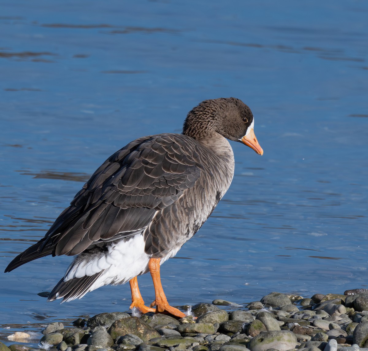Манхин галуу - ML644410294