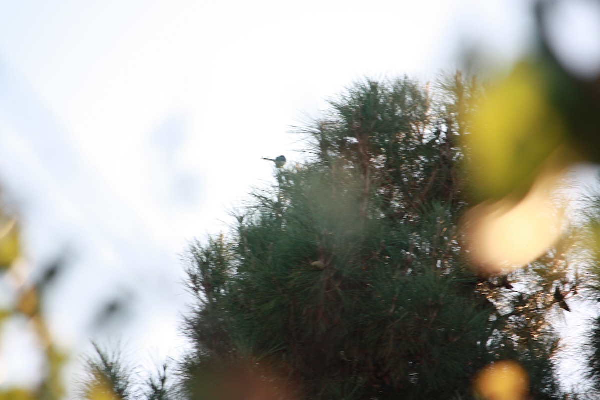 California Scrub-Jay - ML644410295