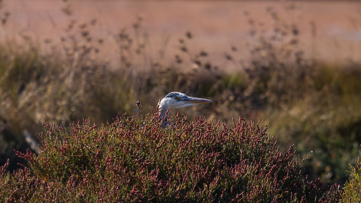 Gray Heron - ML644410296