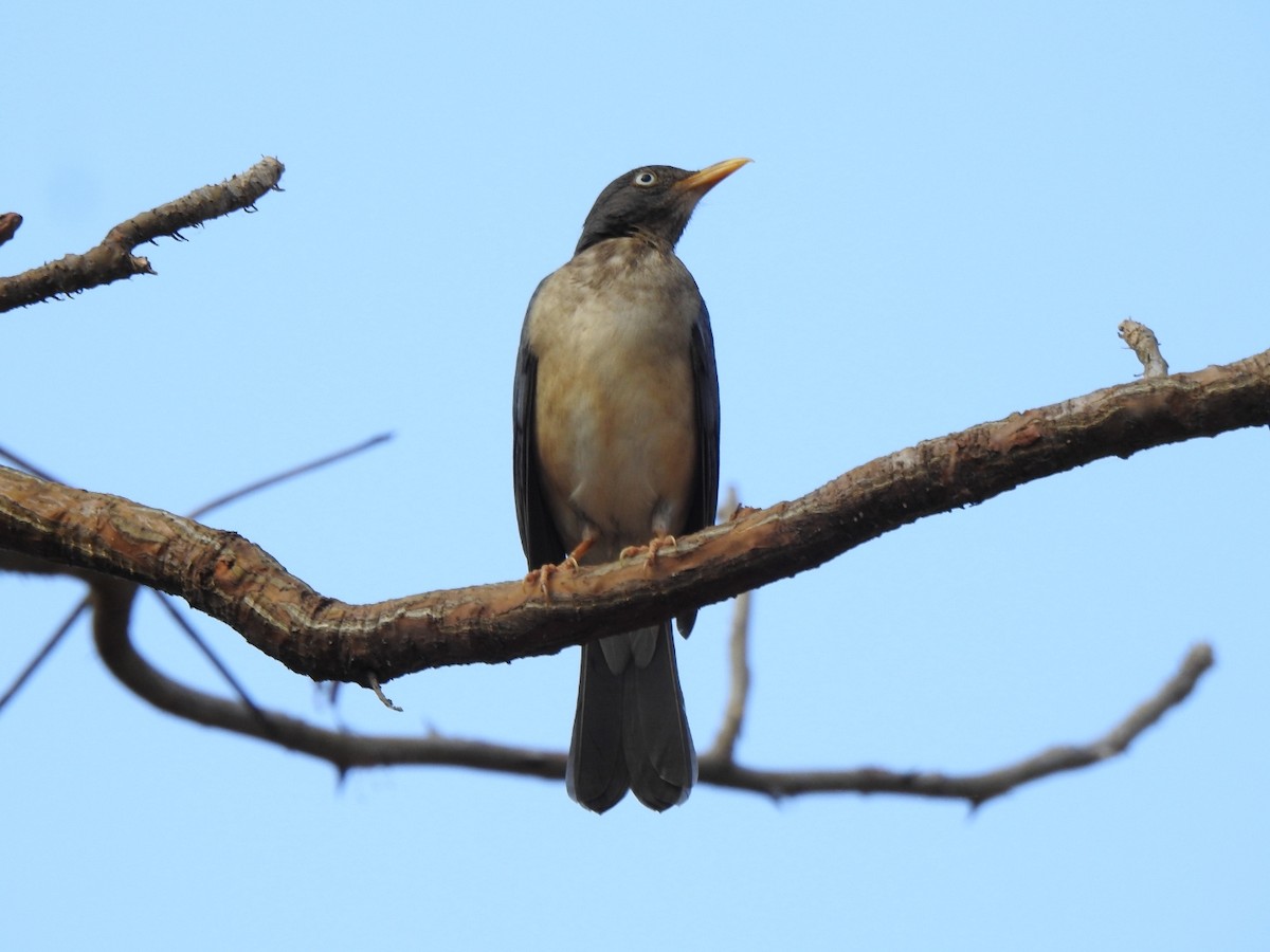 blytrost - ML644410300