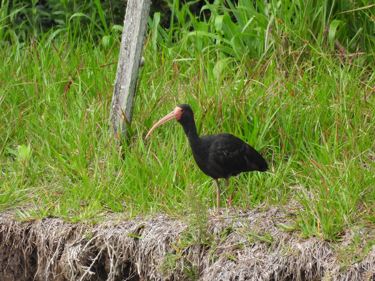 rødmaskeibis - ML644410301