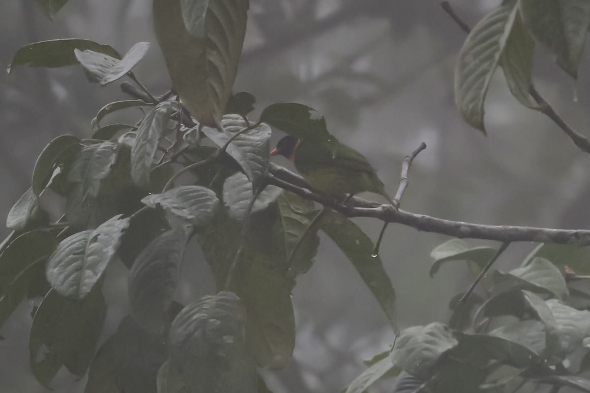 oransjebrystfrukteter - ML644410302