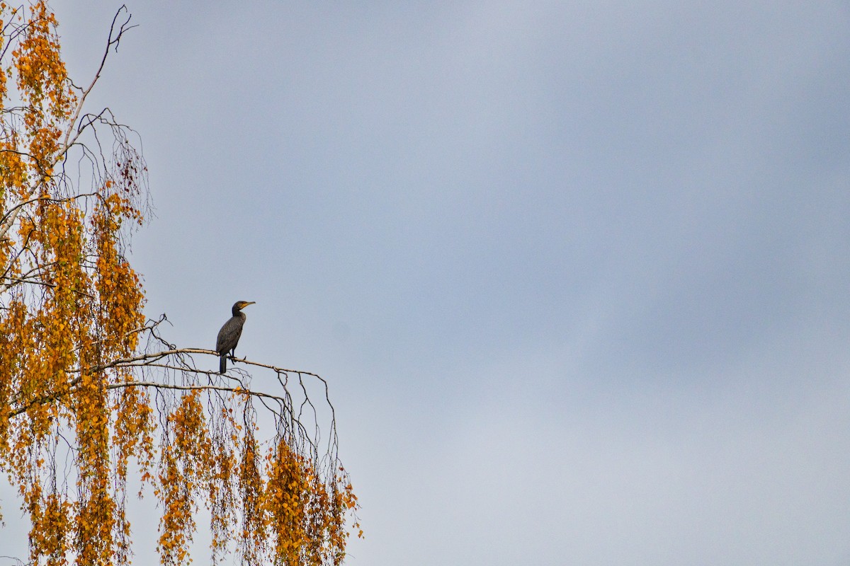 storskarv - ML644410303