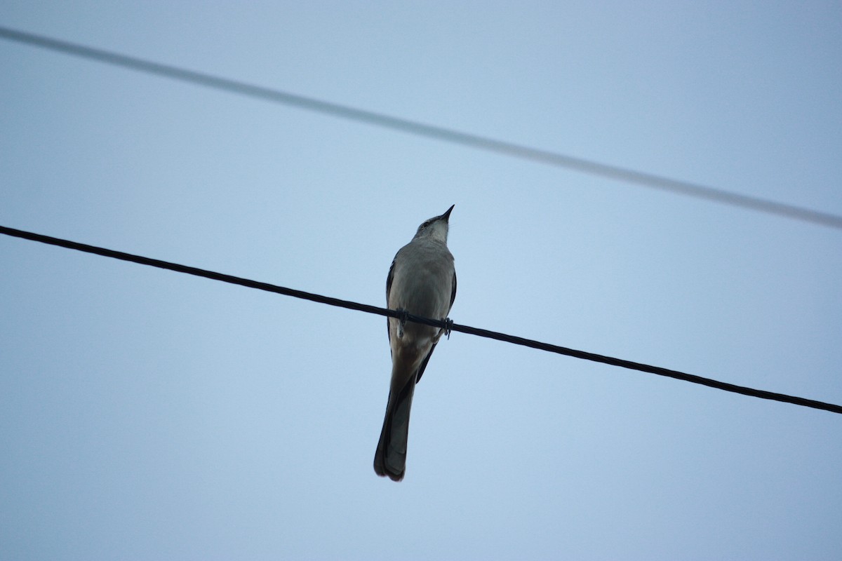 sangspottefugl - ML644410304