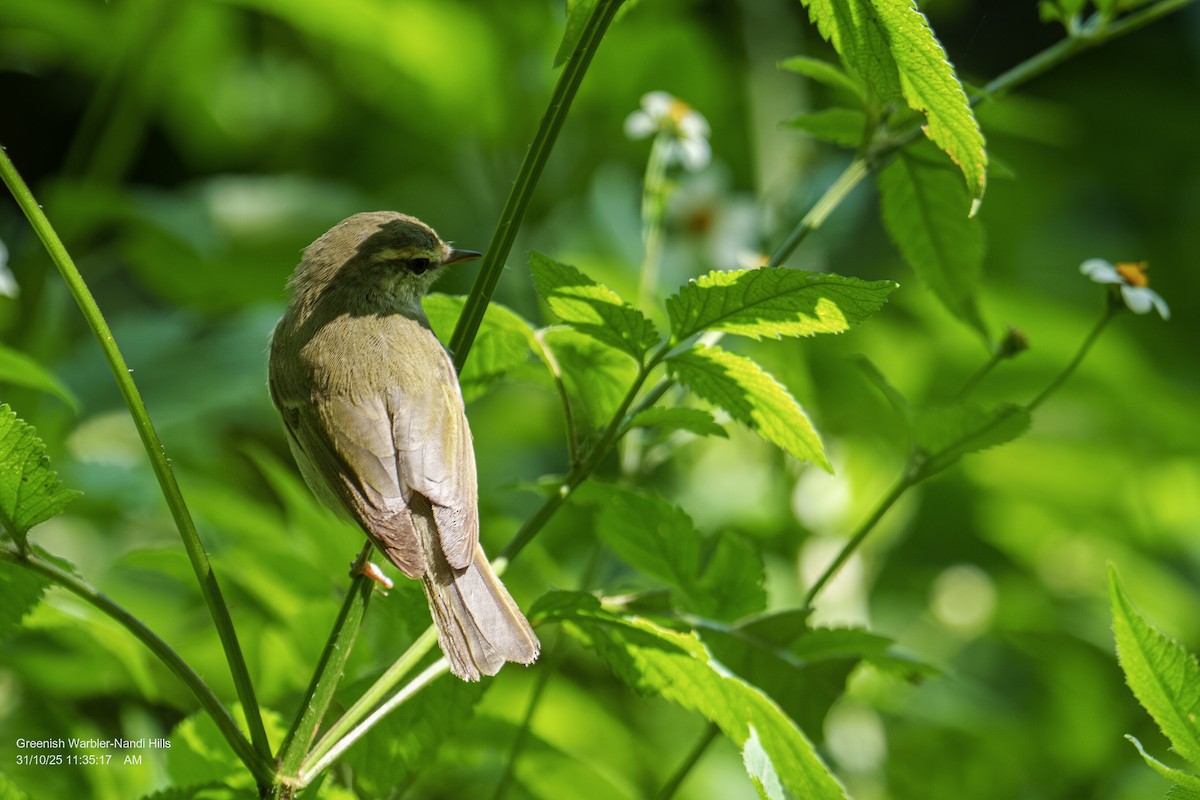 østsanger - ML644410309