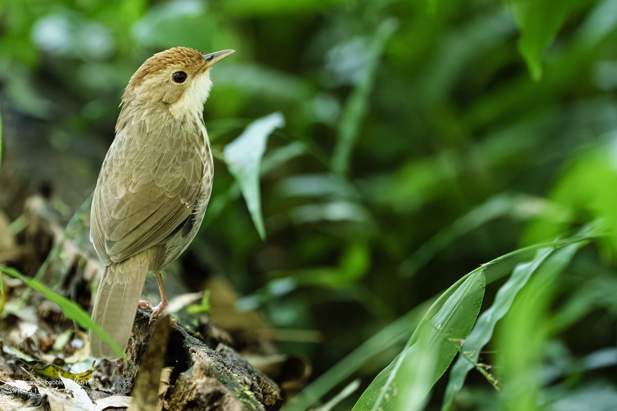 rødkronetimal - ML644410310