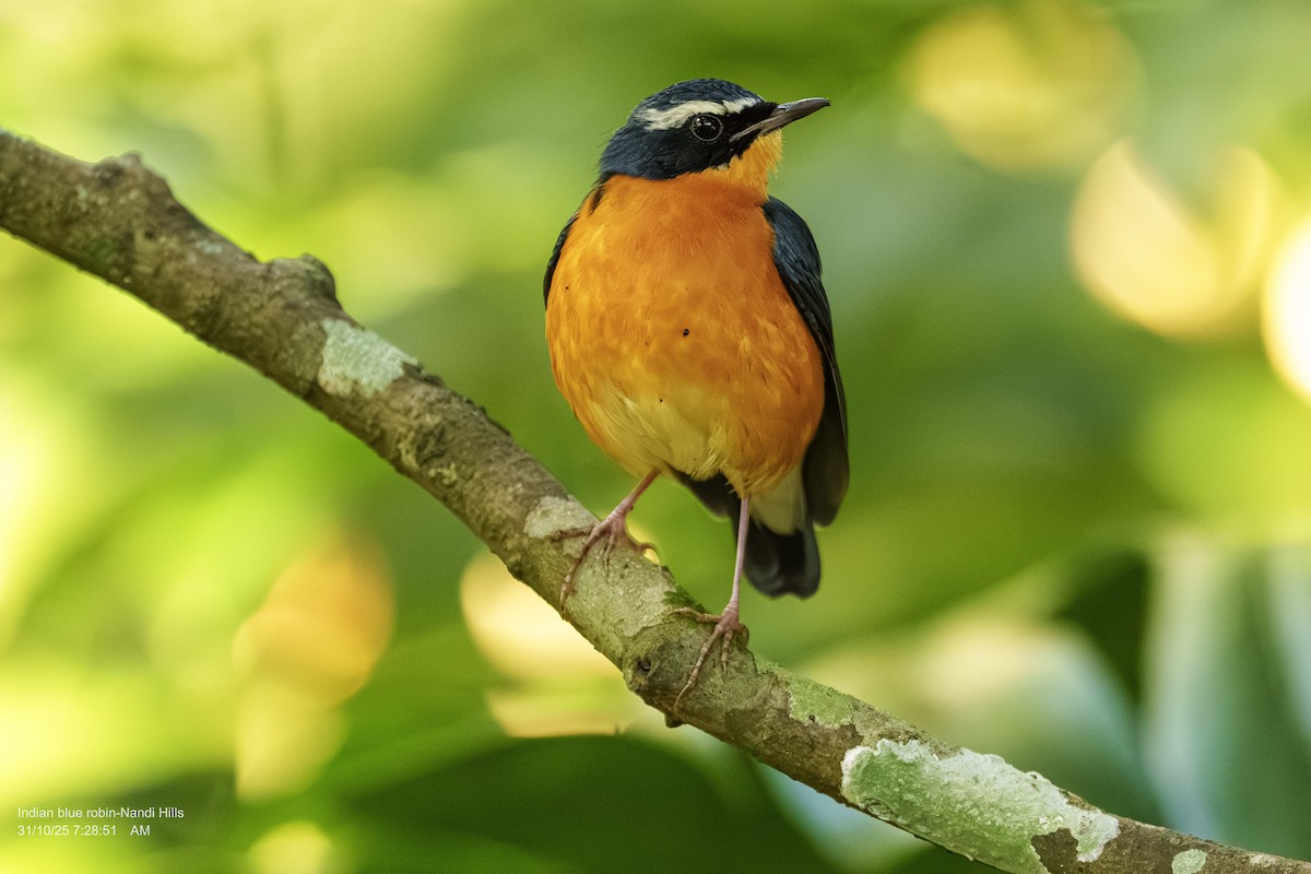 himalayanattergal - ML644410313