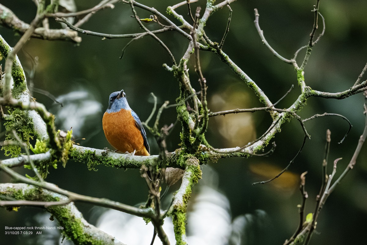 blåstrupesteintrost - ML644410315