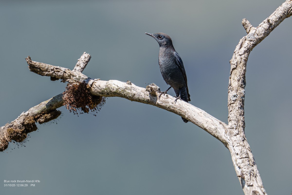 blåtrost - ML644410316