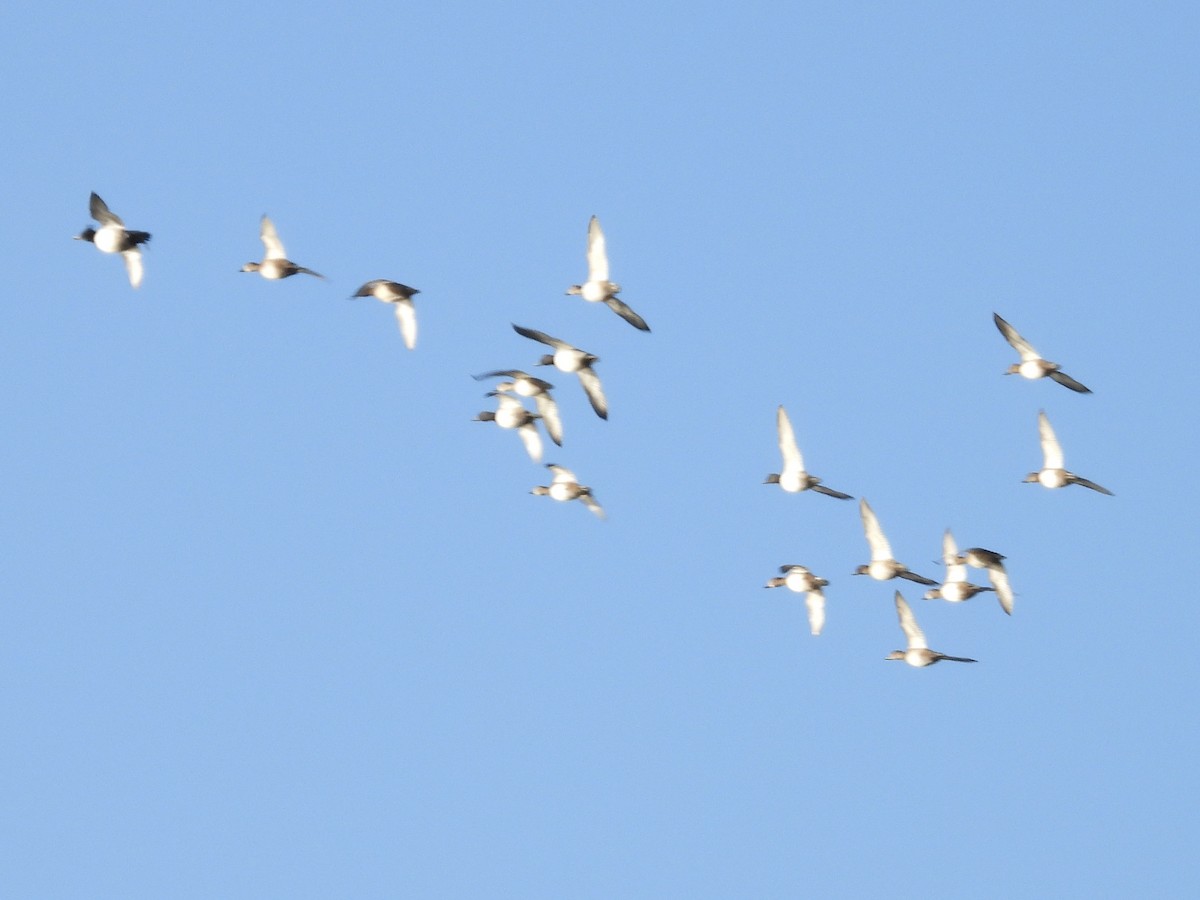 ringand - ML644410317