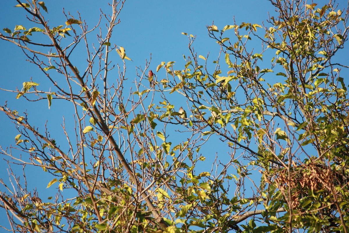 einersidensvans - ML644410318