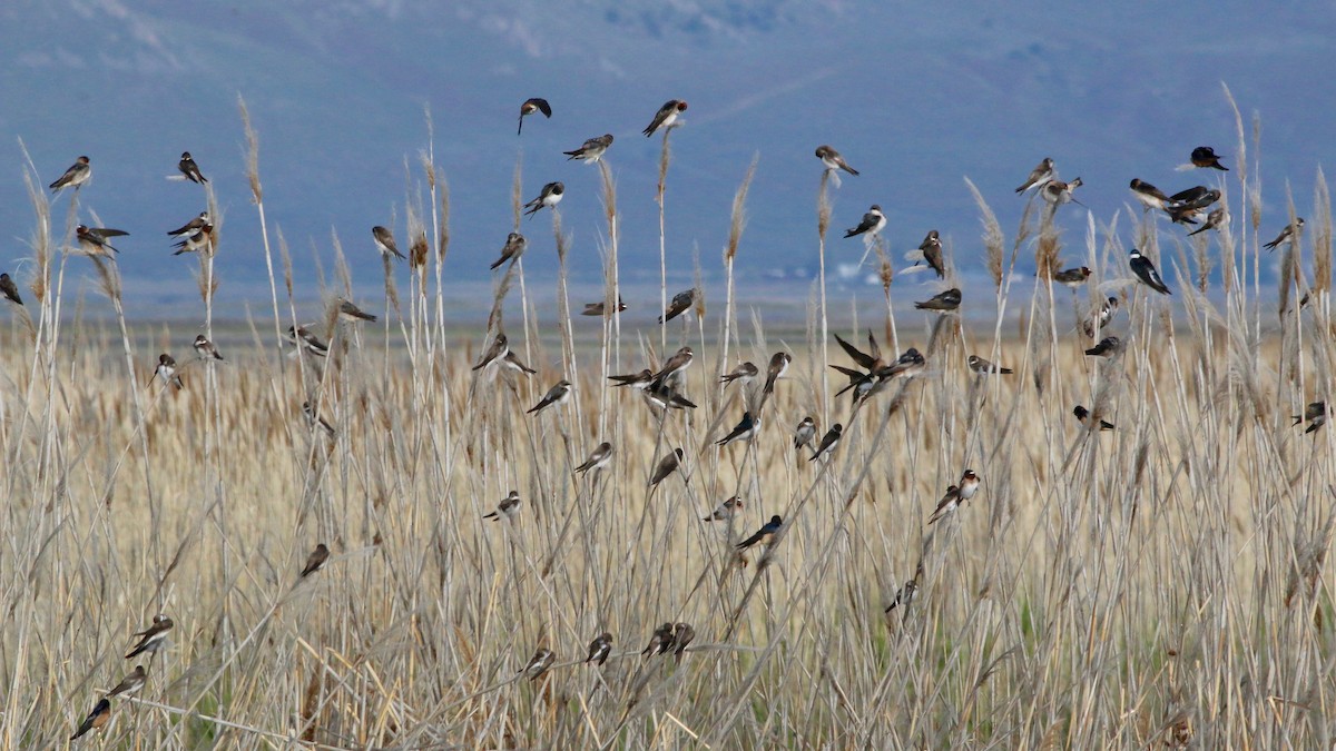 mursvale - ML644410319