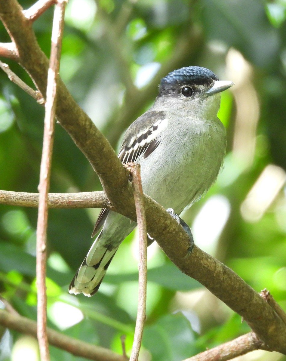 hvitvingebekard - ML644410320