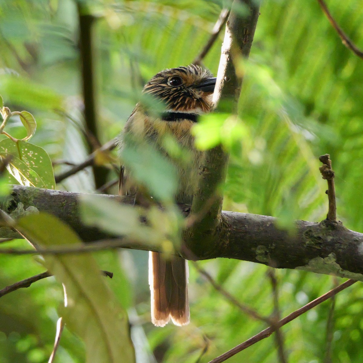 halvmånedovenfugl - ML644410323