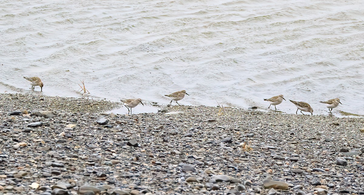 bonapartesnipe - ML644410324