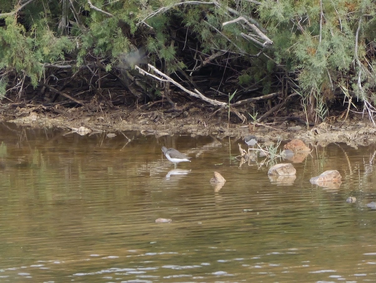 skogsnipe - ML644410325