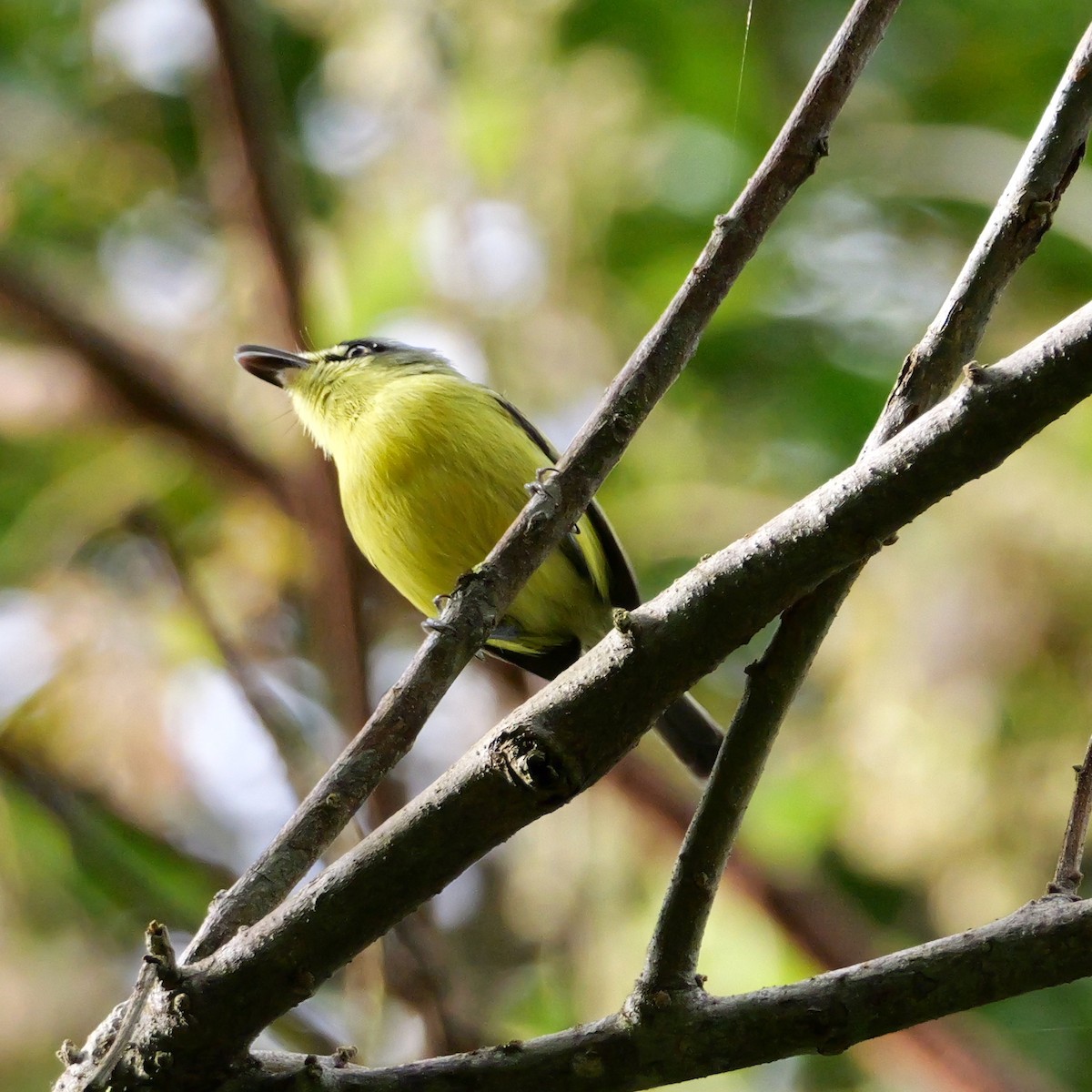 gultøyletodityrann - ML644410326