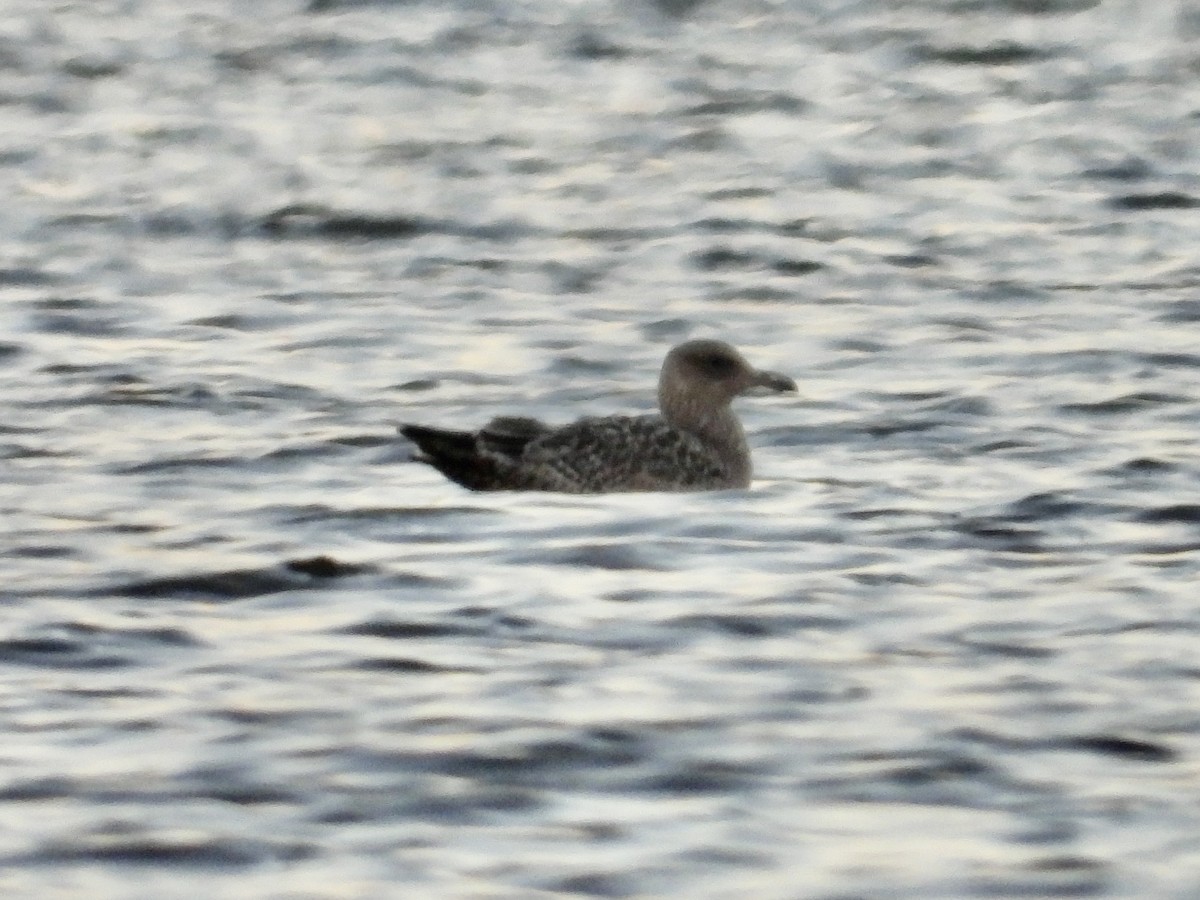 amerikagråmåke - ML644410327