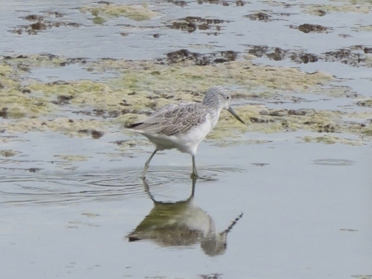 gluttsnipe - ML644410328