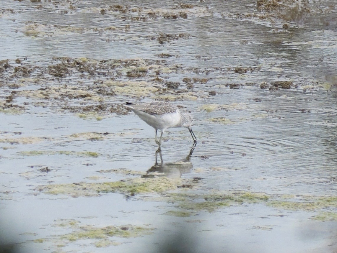 gluttsnipe - ML644410329