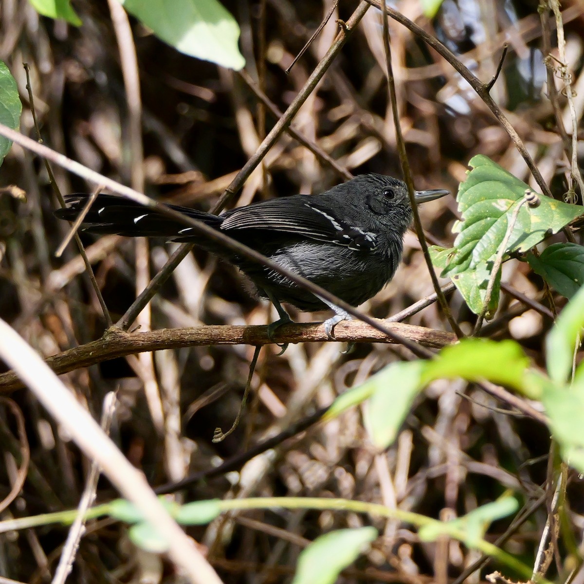 botocudomaurfugl - ML644410334