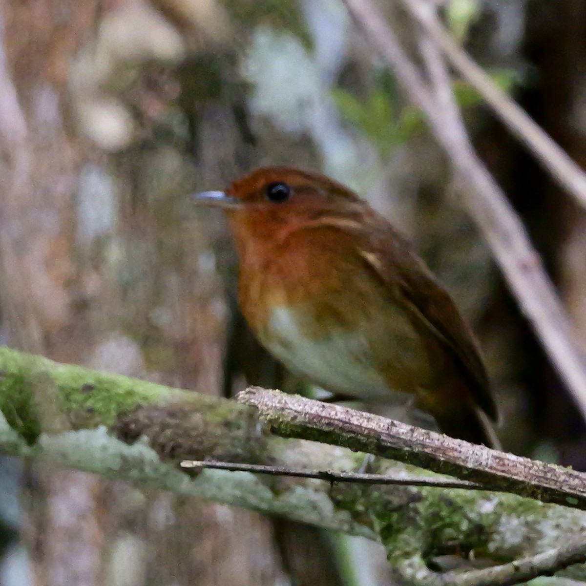 rustmyggeter - ML644410339