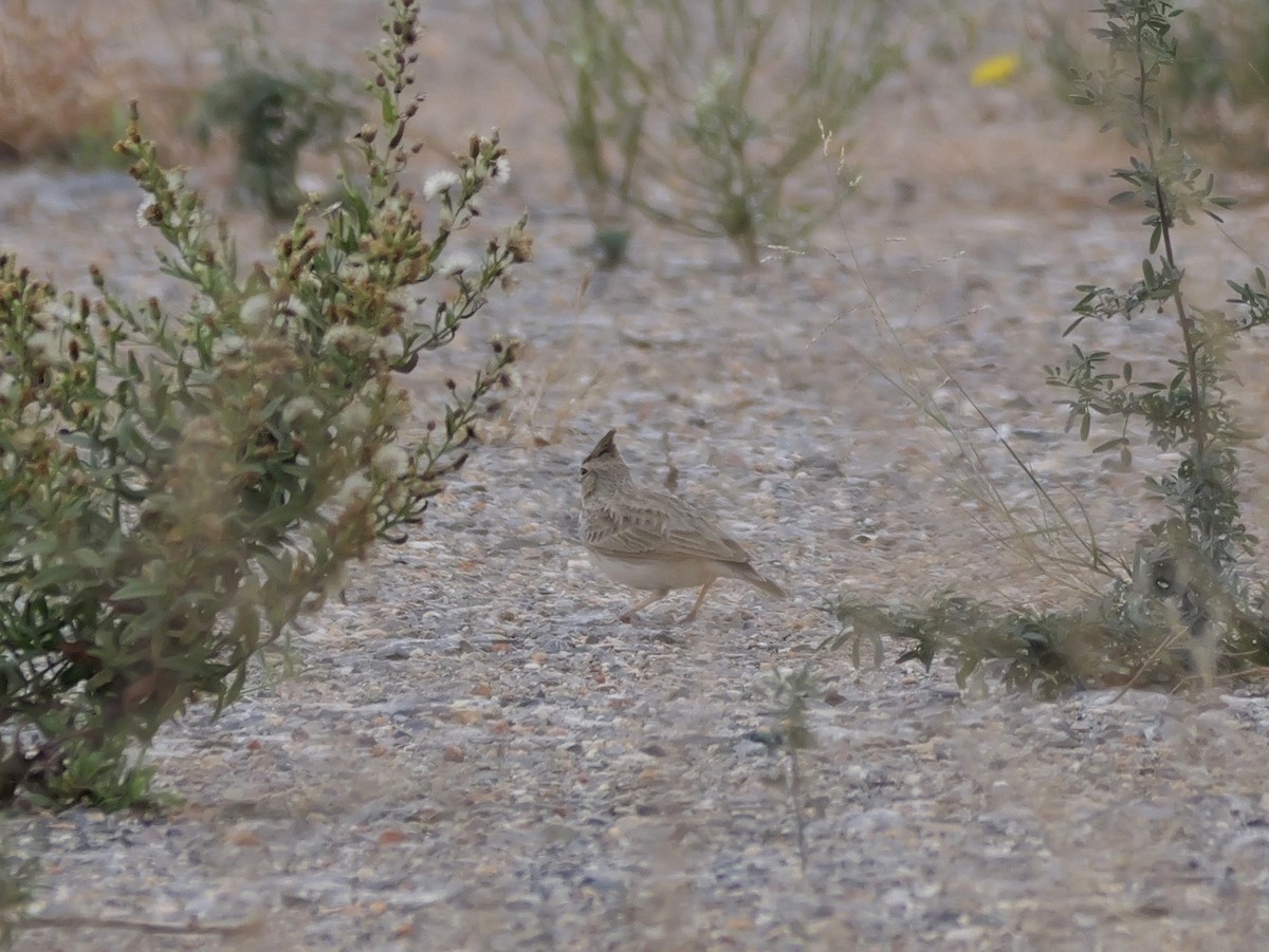 topplerke - ML644410340