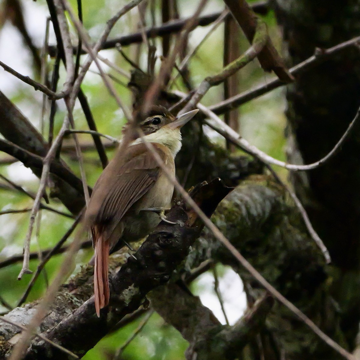 hvithalsløvgransker - ML644410342