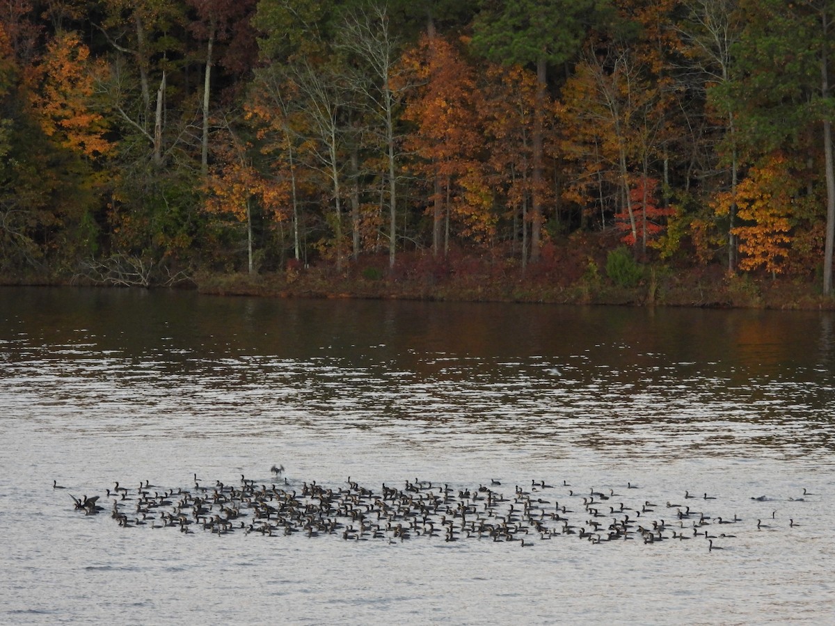 ミミヒメウ - ML644410343