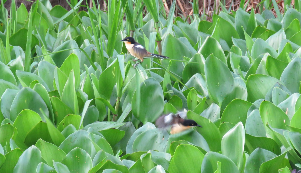 Black-capped Donacobius - ML644410345