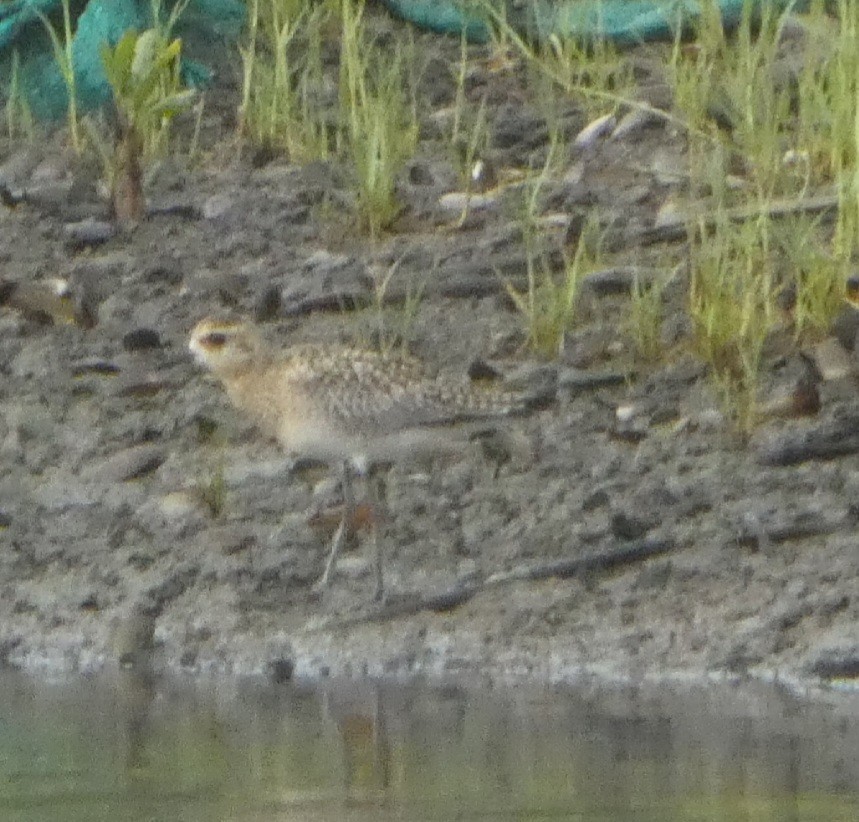 Chorlito Dorado Siberiano - ML644410357