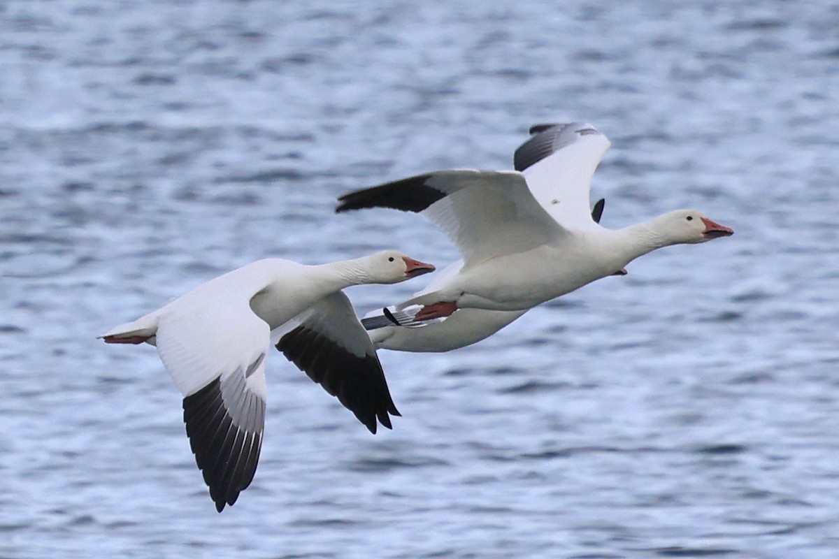 Oie des neiges - ML644410363